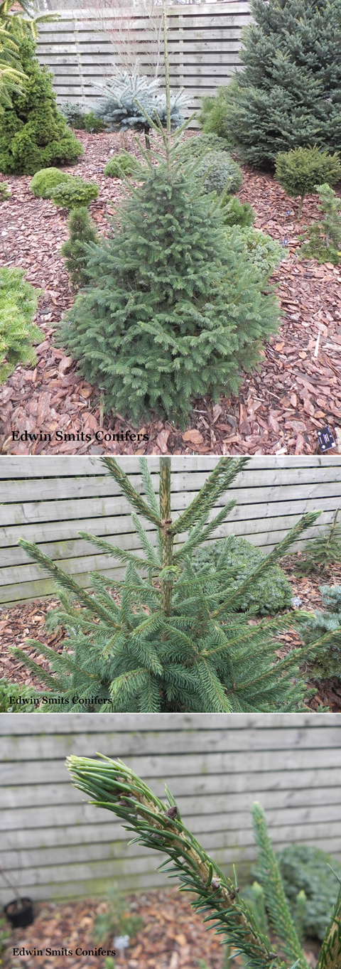 Picea pungsanensis (P. koraiensis var. pungsanensis) 